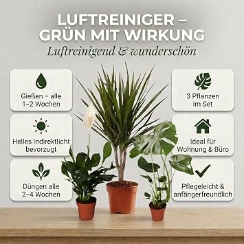 Air Purifier Plant Set Set of 3 Monstera Spathiphyllum Dracaena Approx. 40-70 cm Diameter 12-15 cm Pot Easy Care Indoor Plants for Home and Office