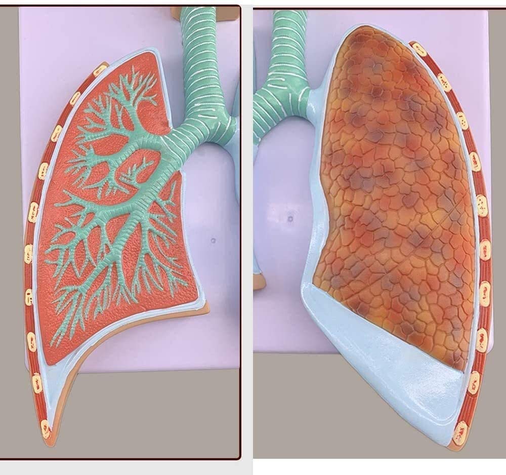 Anatomiczny model układu ludzkiego, płatowy model medyczny z materiału PVC pęcherzykowego, narządu, anatomii człowieka
