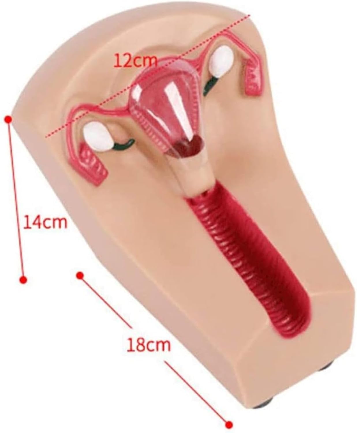 Modello di Guida alla contraccezione, Modello di Formazione e contraccezione intrauterina Femminile, Modello di Formazione Pratica per Studenti Infermieri