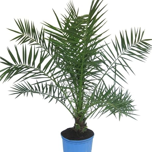 Palmera Canaria NATURAL Árbol Ornamental que Puede Alcanzar una Altural 12-28 Metros