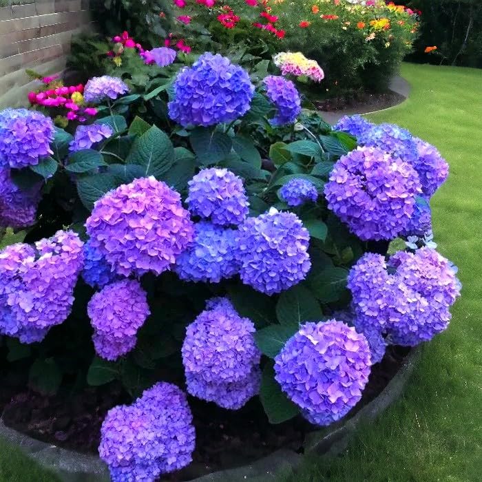 Amazon.com : Generic 30 Seeds Blue Pink Purple Hydrangea Seed