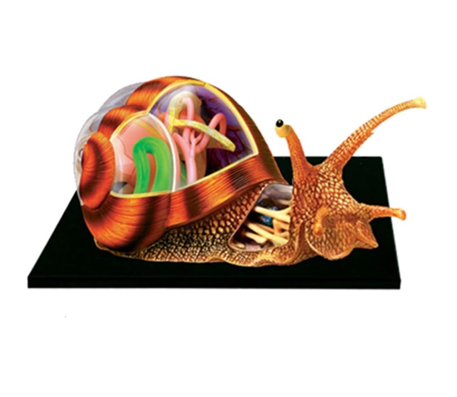 動物解剖モデル フィギュア カエル カタツムリ 立体パズル 立体パズル