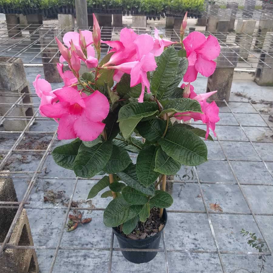 Cloud Farm Mandavilla Pink Hybrid Live Plant CF60 (B0B8QBD2Q6) Amazon Price History, Amazon Price Tracker