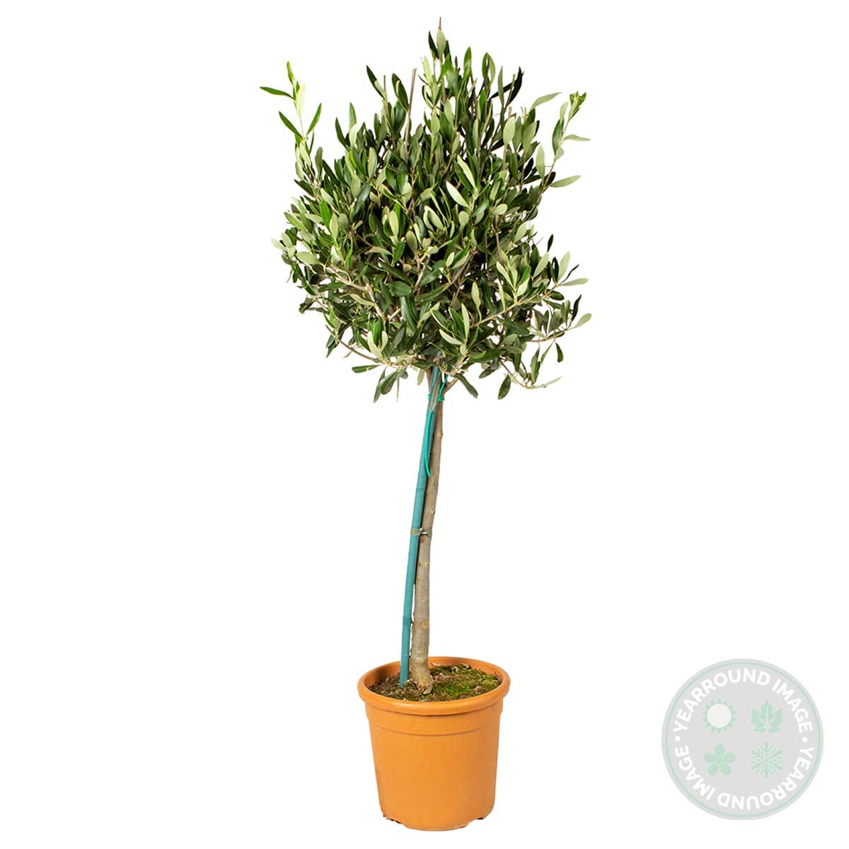 Bloomique - Lot de 2 - Olea Europaea - Olivier sur tige - Plantes de jardin - Résistant au gel - Engrais inclus - Hauteur 80-100 cm - Pot 19 cm