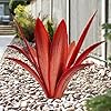 Enlarge Thickened Wind Resistant Metal Agave Garden Art Metal Plant Country Garden Sculpture Statue Outdoor Decoration Agave Metal Plant Courtyard Garden Lawn Ornament Gift 1 12 Leaves red