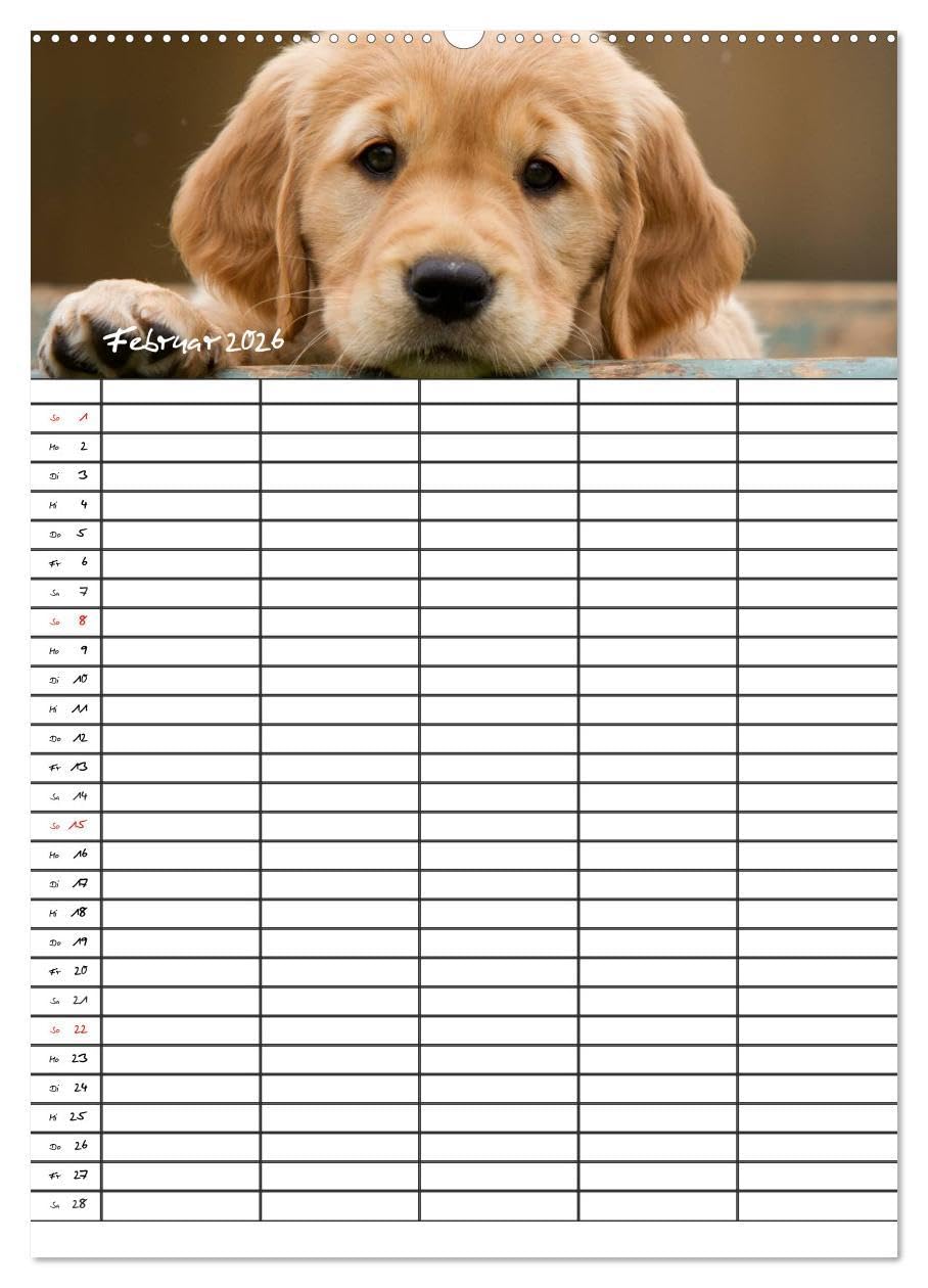 Familienplaner: Golden Retriever Welpen (Wandkalender 2026 DIN A2 hoch), CALVENDO Monatskalender: Dieser Familienplaner mit 5 Spalten wird Ihnen jeden ... Lächeln ins Gesicht zaubern. (CALVENDO Tiere)
