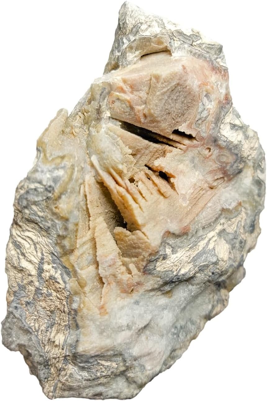 Untouched Petrified Wood with Druzy Quartz: Pinkish Agatized Stone, Turkey