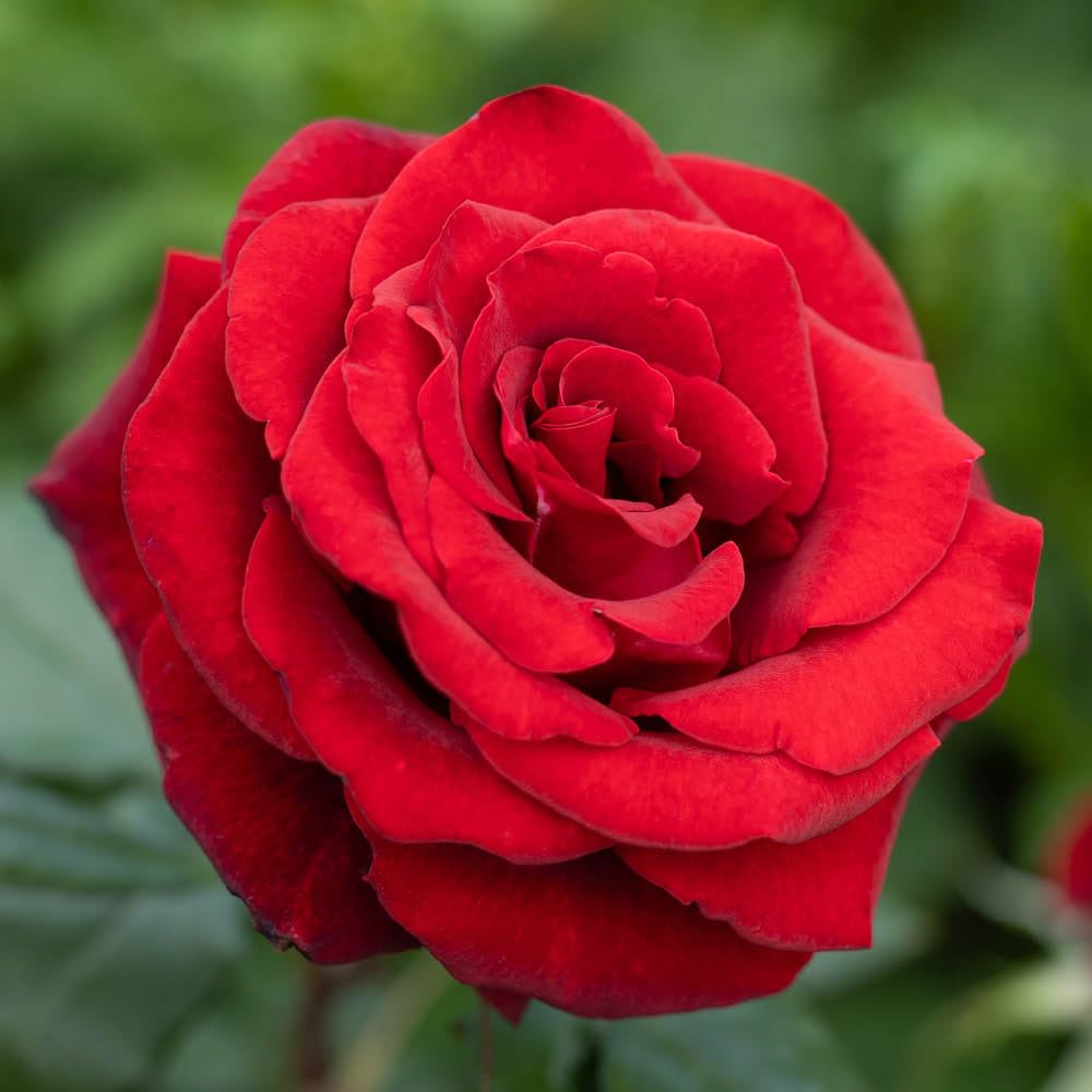 YouGarden Harkness 'Fab at 60' ® Birthday Rose, Potted in a 4 Litre, Garden Ready, Birthday 60th Gift