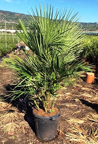 XXL Winterharte Zwergpalme 140 cm Chamaerops humilis Eine der kältetolerantesten Palmenarten in Europa