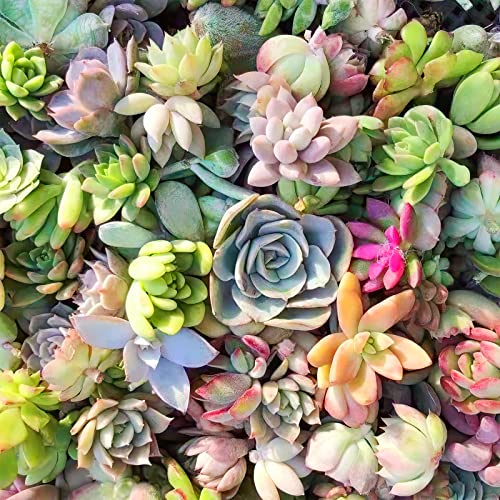 10 Assorted Live Succulent Cuttings, Rare Varieties Plant Clipping, Great For Terrariums, Mini Gardens, Diy Projects, Starter Plants, Wedding Decor Gift, No 2 Succulents Alike, Easy To Grow #TOP2