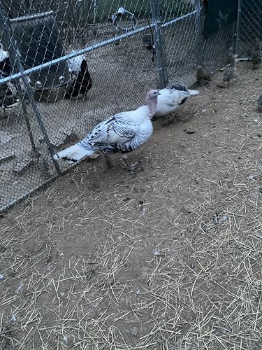 6+ Mix Turkey Hatching Eggs for Sale by Fox Peak Outdoor Supply LLC.