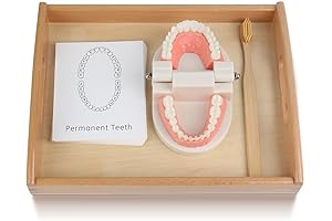 Montessori Brushing Teeth Model & Learning Cards