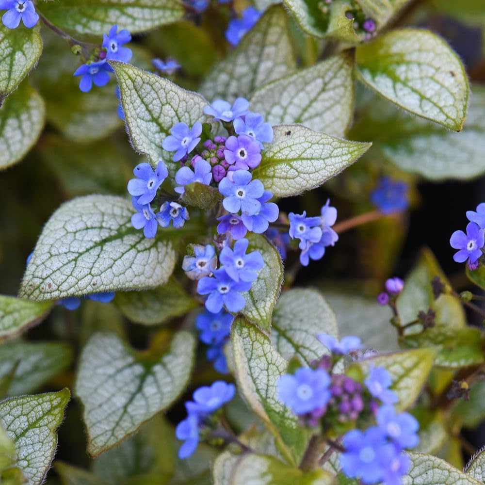 Brunnera macrophylla 'Jack Frost' – Hardy Perennial for Shade – Silver-White Foliage with Blue Spring Flowers – Ground Cover Plant – 1x 9cm Pot by Thompson and Morgan