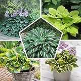 INHALT DER VERPACKUNG: 5 Hosta/Funkie-Wurzeln. Geliefert mit 3 professionellen Stauden.