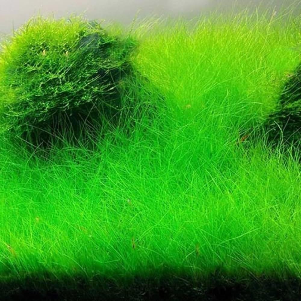 Eleocharis acicularis in Vasetto – Pianta Tappezzante per Acquario Dolce | Singola o Tris | Ideale per Primo Piano (Tris, 3, unità)