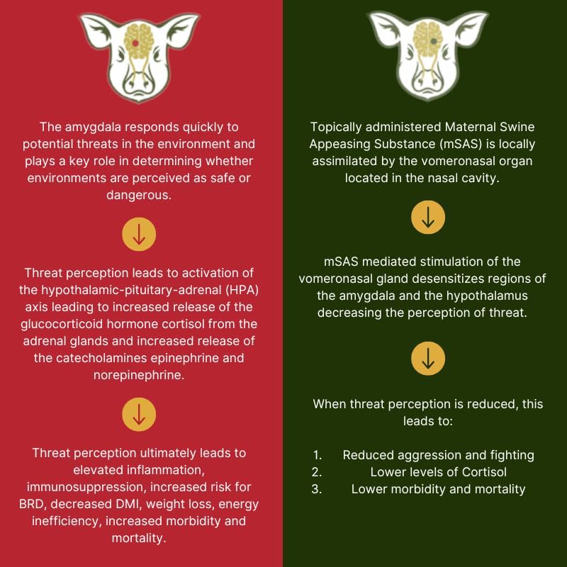 FerAppease® Swine Bundle – 1 Gallon Stress-Relief Solution with Adjustable Dose Drencher – MSAS Topical Formula for Pigs During Weaning, Castration, Transport & Grouping – Reduces Aggression
