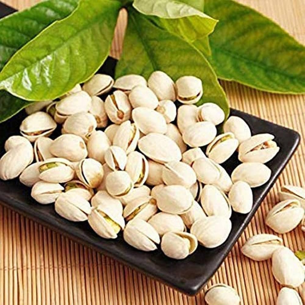 Pista tree plant hybrid (Pack of 1 Live plant)-image-18