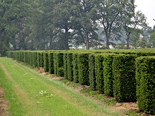 5 Stk. Eibe - Eibenhecke Containerware 40-50 cm hoch - Taxus baccata - Garten von Ehren®