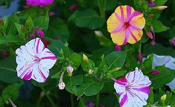 Four O Clock Marvel of Peru Flower Seeds,50 Count Pack COOL BEANS N SPROUTS Brand. Home Gardening.