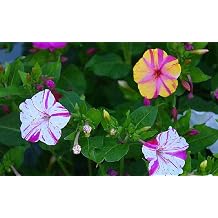 Four O Clock Marvel of Peru Flower Seeds,25 Count Pack COOL BEANS N SPROUTS Brand. Home Gardening.