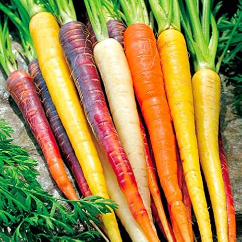 Rainbow Carrot Mix - 250 Seeds - Tasty Vegetable - Easy to Grow - Great for Kids Cover