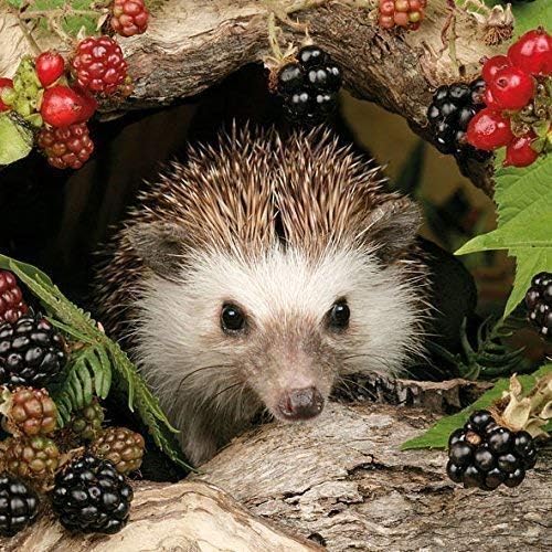 Ambiente Serviettes Lunch/Party 33x 33cm Autumn-Autumn Hedgehog Hedgehog-Balckbe Cherries-Blackberries