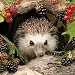 Produktbild Ambiente Servietten Lunch / Party / ca. 33x33cm Herbst - Autumn - Hedgehog - Igel - Balckberries -Brombeeren