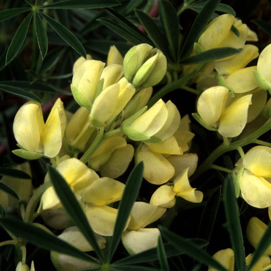 Plant World Seeds - Lupinus Arboreus (Yellow) Seeds (Hardy Shrub Seeds)