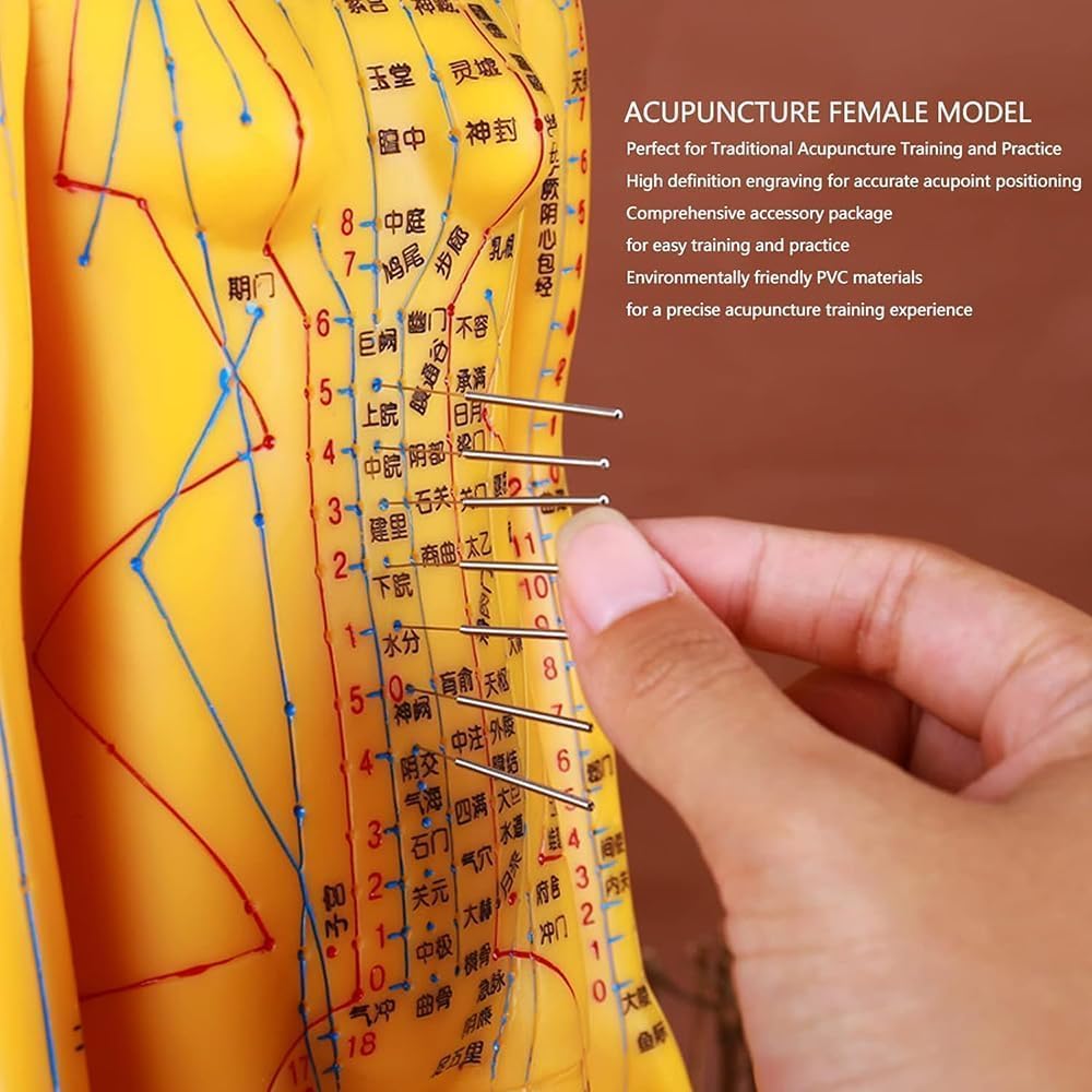 Male Female Human Body Acupuncture Model, 52cm Meridian Point Model Human Body Acupuncture Model for Chinese Medicine Teachin, Soft Vinyl Material, for Acupuncture and Massage,Female