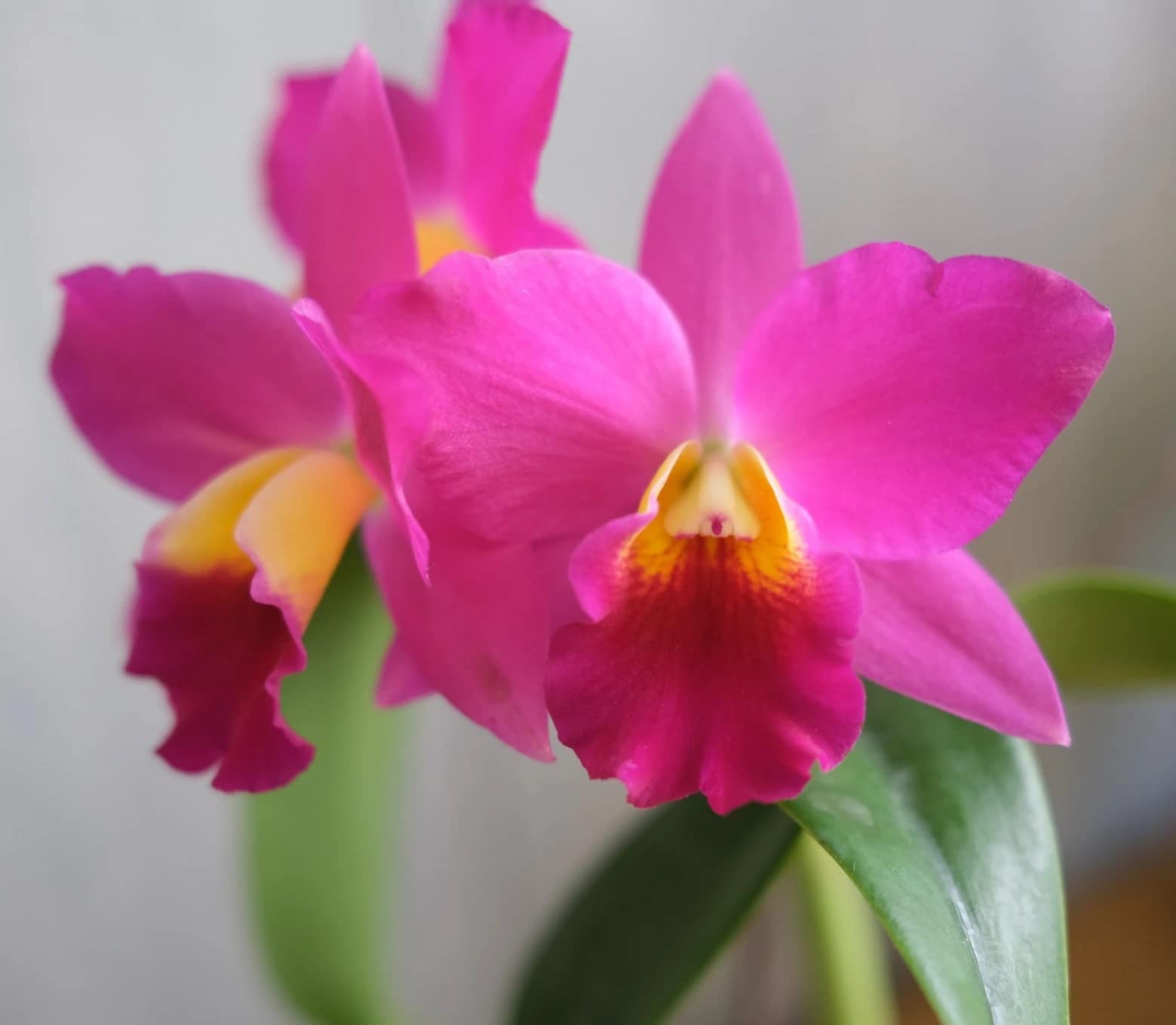 Cattleya Orchid live plant by EvergreenPlants (Pink) (B09X4V3TXC) Amazon Price History, Amazon Price Tracker