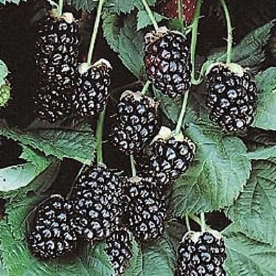 Arapaho blackberry bush live plant NEW Rubus