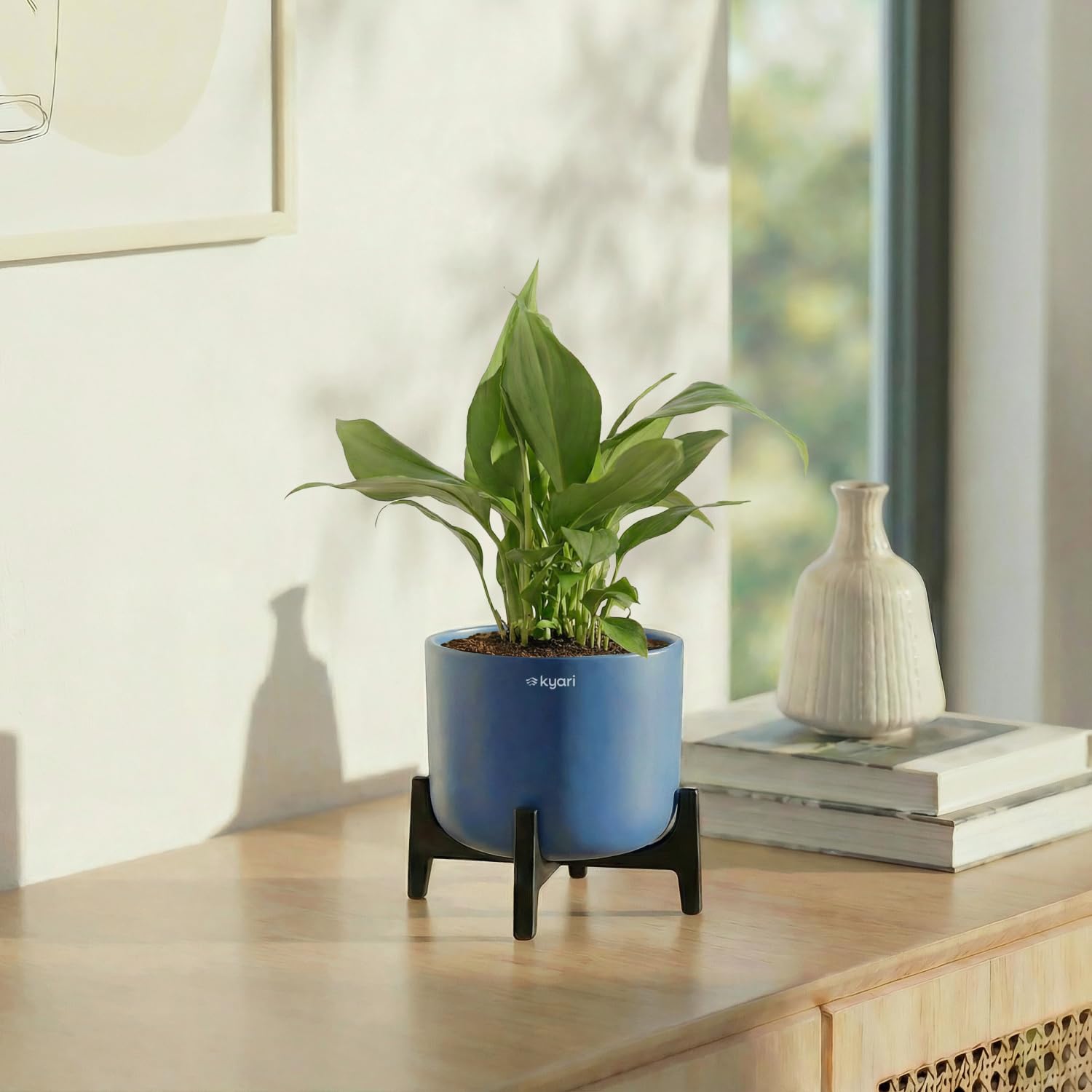 Kyari Peace Lily Live Plant with Blue Self Watering Pot-image-37