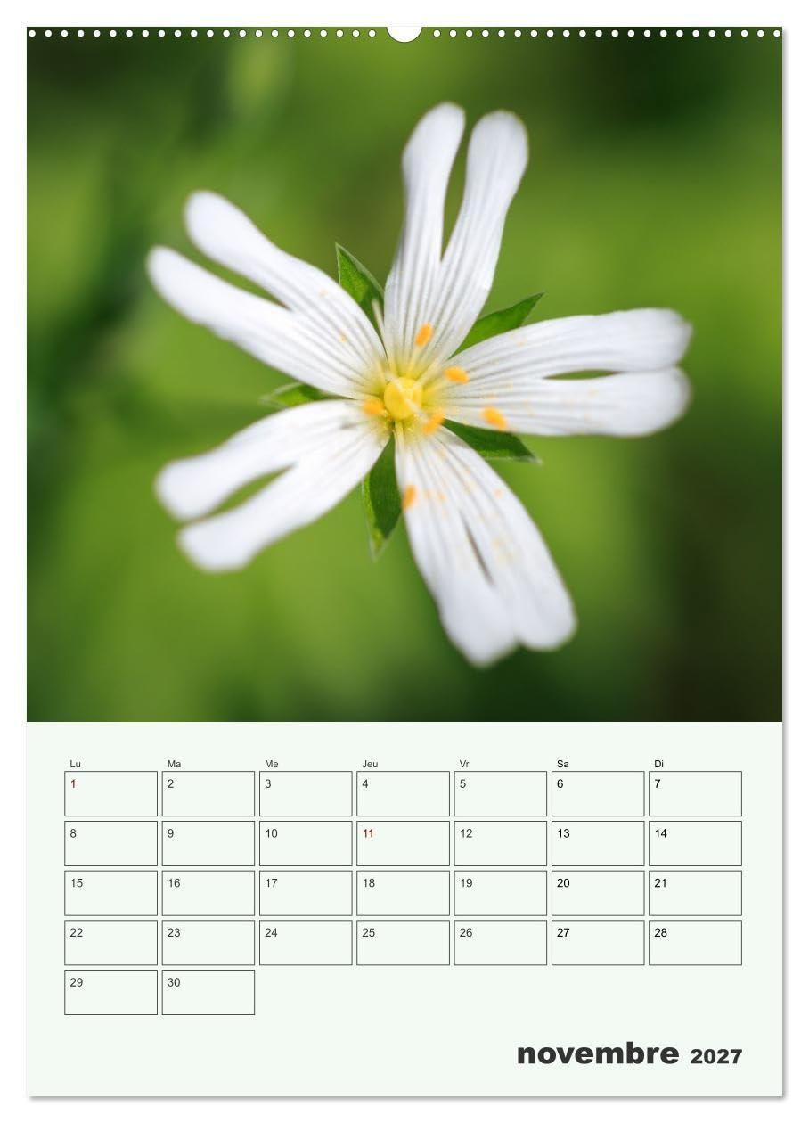 Les fleurs, éternelles éphemères (Calendrier mural 2027 DIN A2 horizontal), CALVENDO calendrier mensuel: Un calendrier poétique qui capture, mois ... fleurs dans toute leur splendeur éphémère.