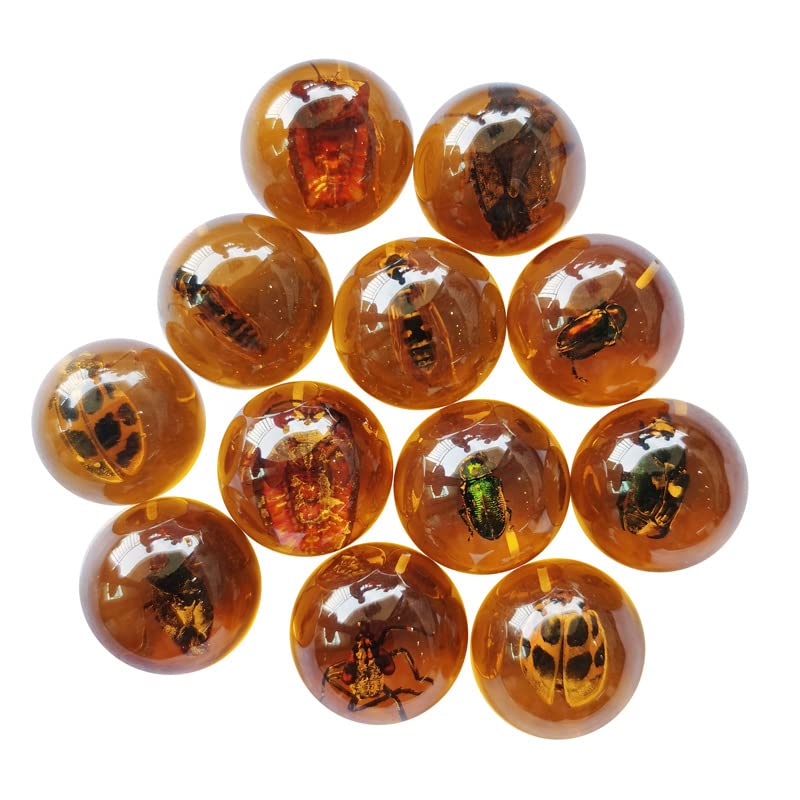 Image of Multiple Psc Spherical Insect Amber Fossil, Spherical Luminous Insect Specimen, Educational and Scientific Amber Collection (8Pcs)