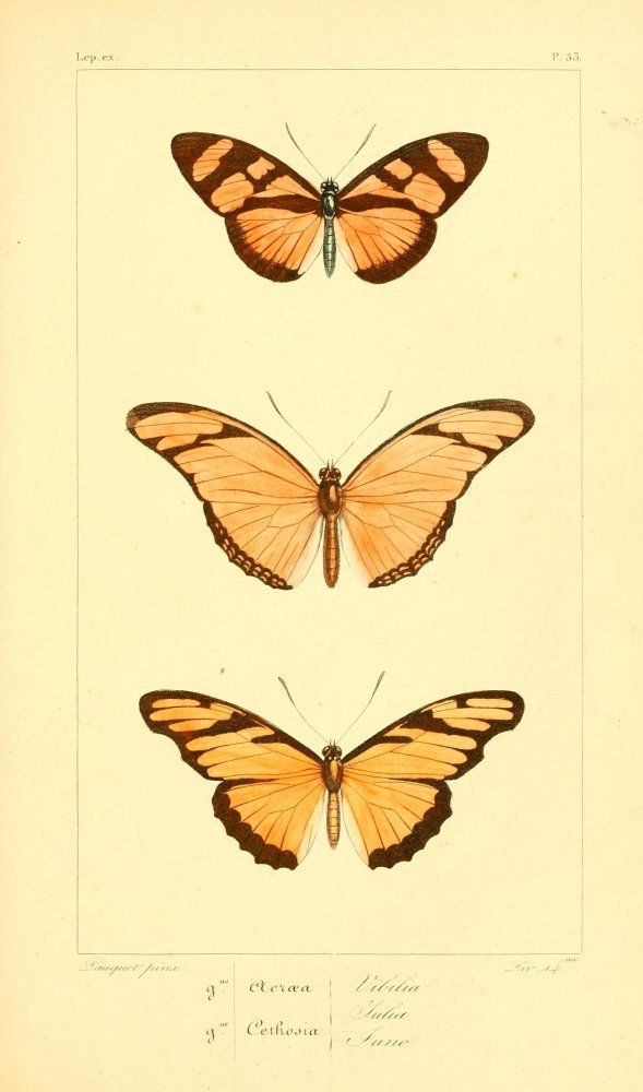 Histoire Naturelle des Lpidopt res Exotiques 1845 Vibilia Poster Print by P Pauquet (18 x 24)