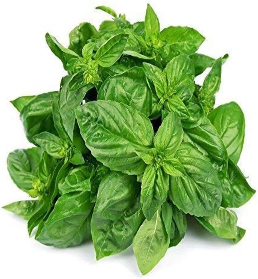 Fresh Basil - Leaves, 100 grams