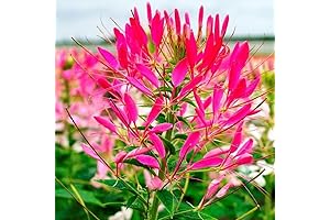 David's Garden Seeds Cleome Cherry Queen: Vibrant Red Blooms for Your Garden