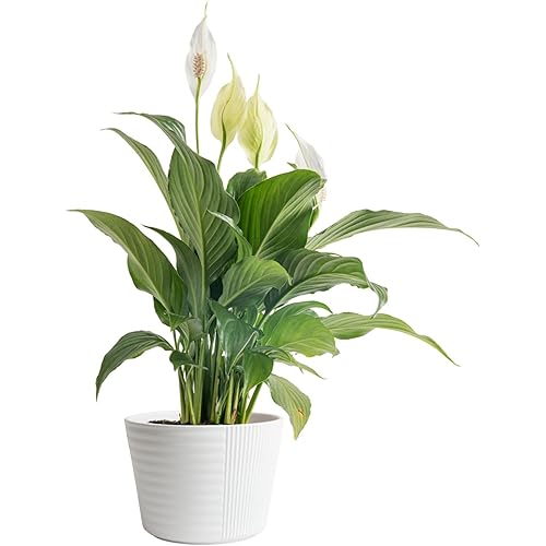 Costa Farms Spathiphyllum Peace Lily Live Indoor Plant in in Premium Scheurich Ceramic Planter, 15-Inch
