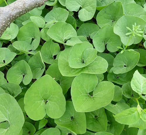 20 Wild Ginger Roots - Canadian Ginger Live Plants -