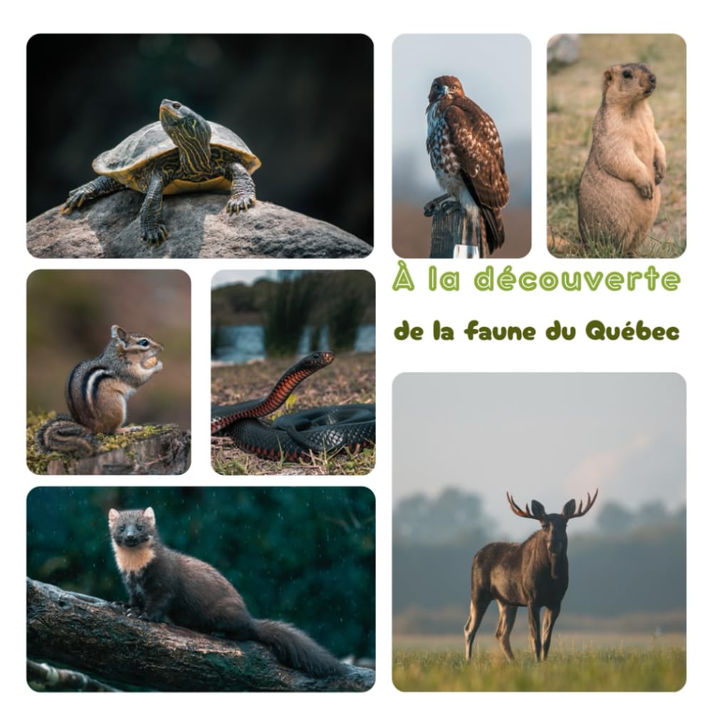 À la découverte de la faune du Québec