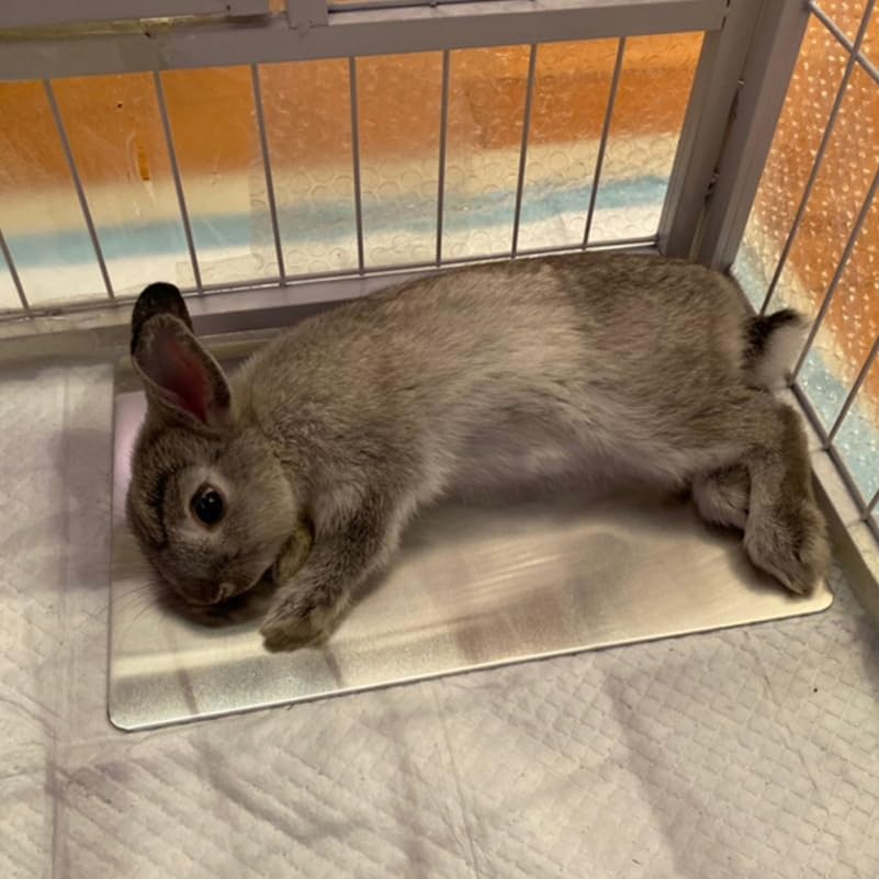 Aluminium Kühlmatte Für Kleine Haustiere Verschleißfestes Kühlpad 30x20cm Große Kühlunterlage Für Kaninchen Hamster Chinchillas Sommer Haustierzubehör
