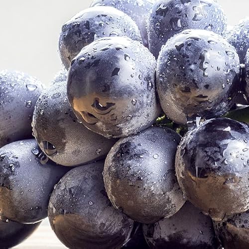 1. 産地厳選 ぶどう ナガノパープル 1kg 1. 産地厳選 ぶどう ナガノパープル 1kg