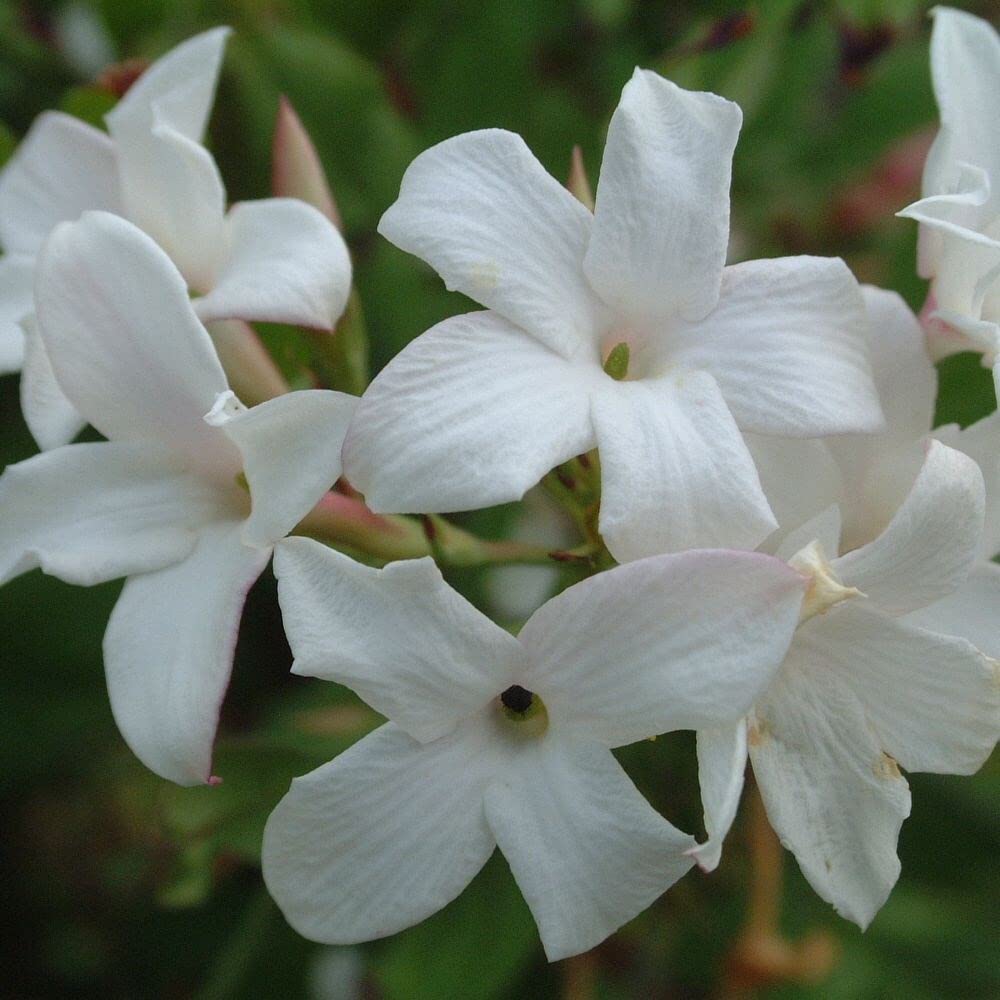 Plant Theory 60cm Cane Jasminum officinale Affine White Flowering Vine Climbing Plant 3L Pot
