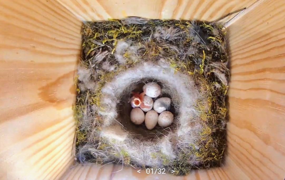 Hochwertiger Nistkasten inklusive Kamera | Live Stream | PEFC® zertifiziertem Massivholz | Brutkasten | Kamera Vogelhaus mit 3m Stromkabel | Geschenkidee Garten