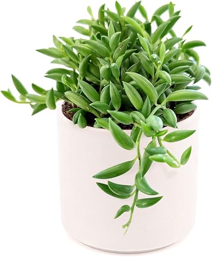 Miniatura 5 de Senecio - Cadena de plátanos suculenta a la venta (2 pulgadas + maceta moderna blanca) - Guía de cuidado