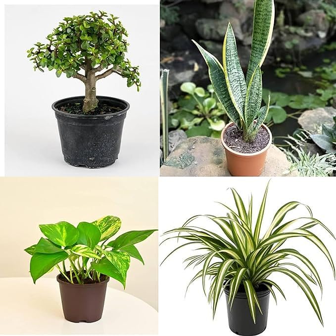 Big Planter 4 Indoor Plant Combo – Money, Z, Snake & Spider Plants | Live Potted Plants, 4 Inch Pots, Safe Packing – Pack of 4