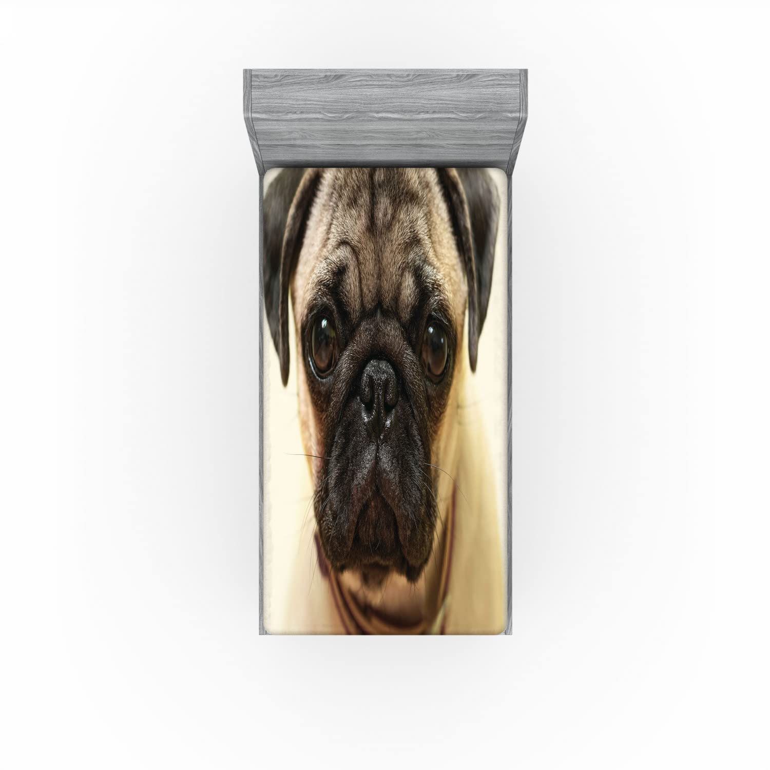 Ambesonne Pug 2 Pack Fitted Sheet, Pure Bred Dog Photograph, Bed Cover All-Round Elastic Deep Pockets 2 Pieces, Package Contains 2 Twin Size Fitted Sheets, Brown Black