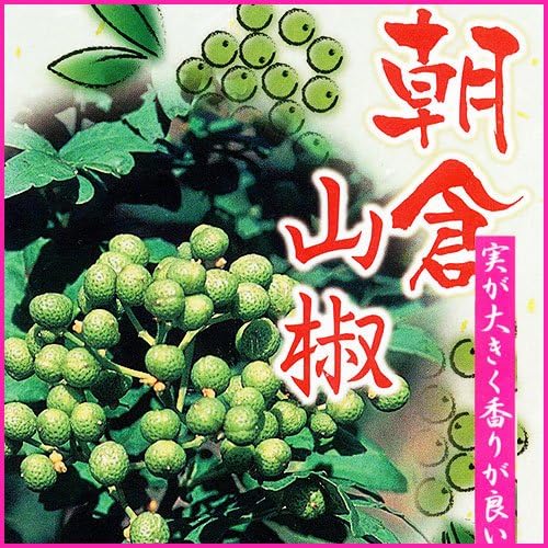 山椒 さんしょう 苗木 朝倉山椒 果物 Amazon