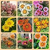 Mittagsgold, blumenwiese blumensamen stauden winterhart mehrjährig sommerblumen balkongewächshäuser exotische bio blumendeko seltene balkonpflanzen alte sorten geschenke für 650Samen