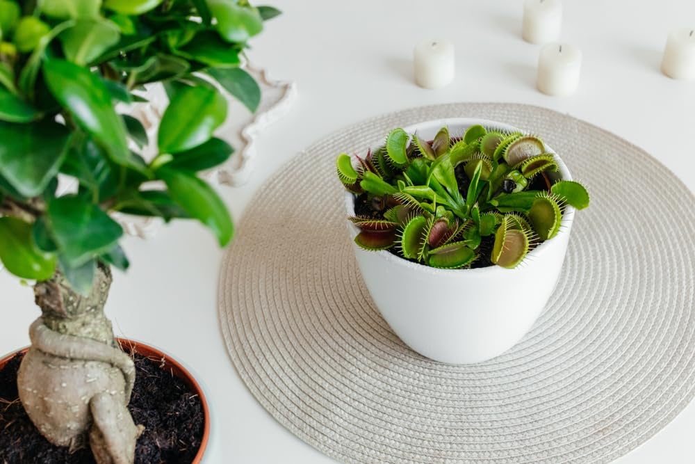 Dionée Attrape-Mouche XXL – Plante Carnivore Authentique En Pot Céramique 13 Cm